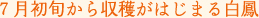 ７月初旬から収穫がはじまる白鳳