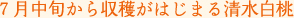 ７月中旬から収穫がはじまる清水白桃